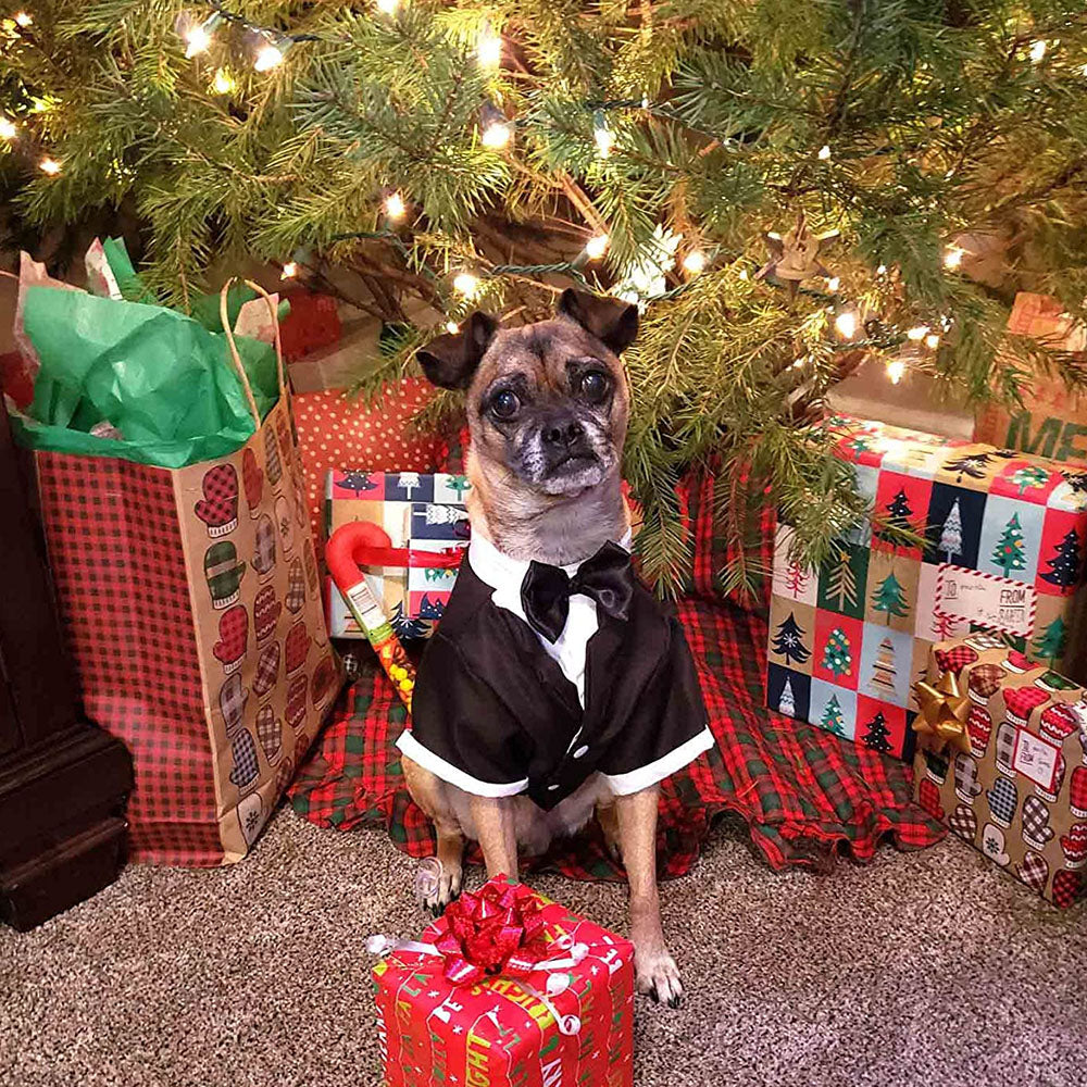 Dapper Dog Tuxedo