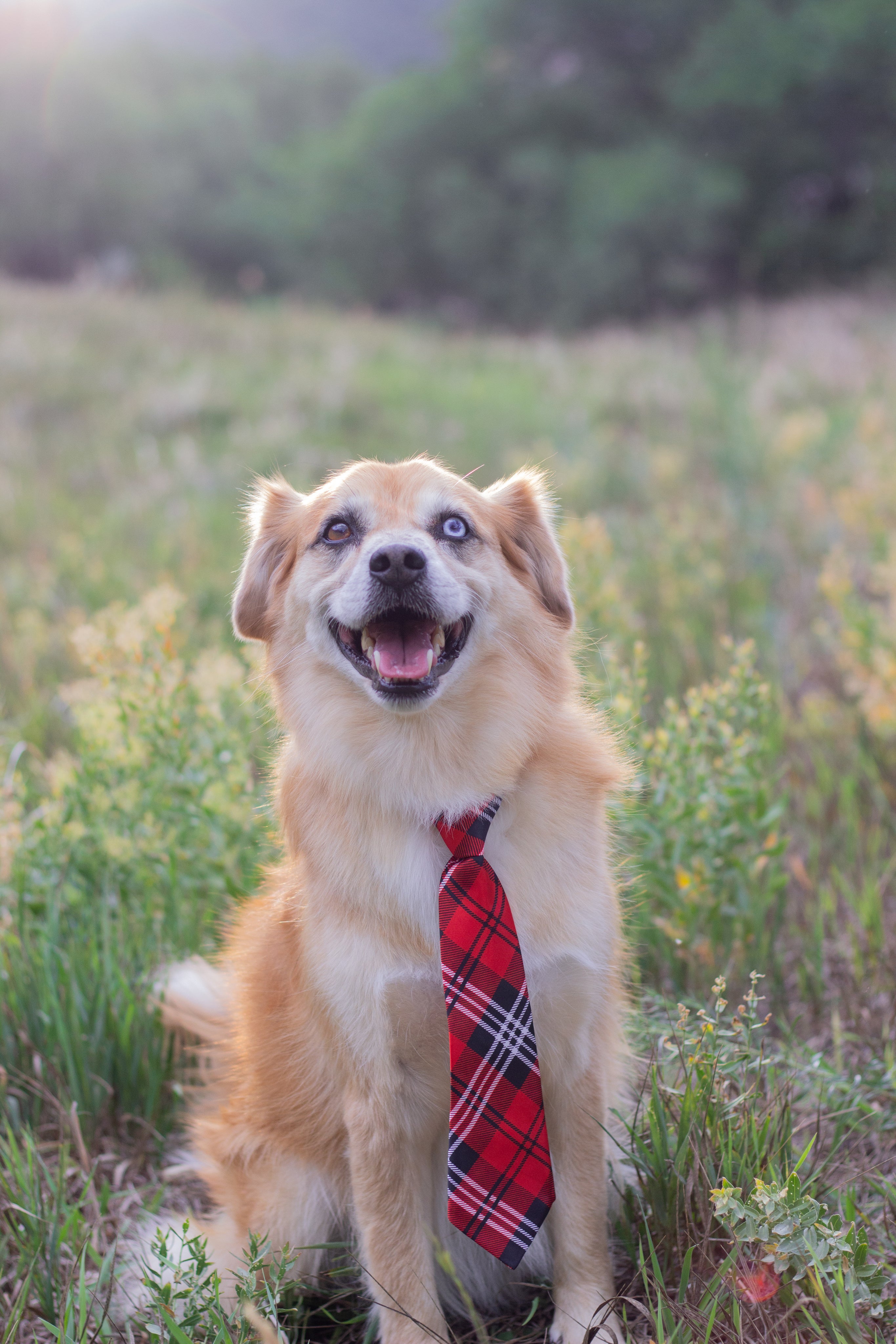 files/boss-dog.jpg